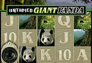Untamed Giant Panda